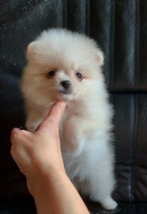 Миниатюрная девочка