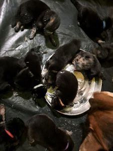 Цуценята німецької вівчарки