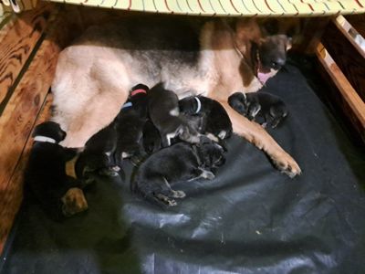 Цуценята німецької вівчарки