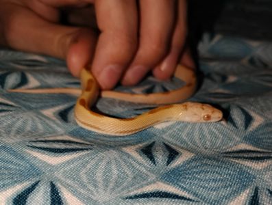 Маисовый полоз