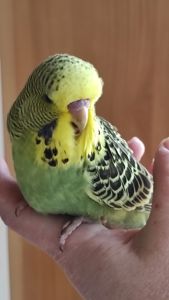 Хвилясті райдужні пташки
