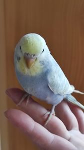 Хвилясті райдужні пташки