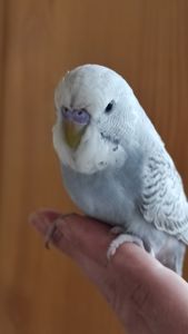 Хвилясті райдужні пташки