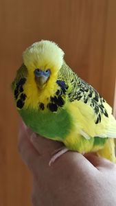Хвилясті райдужні пташки