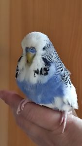 Хвилясті райдужні пташки