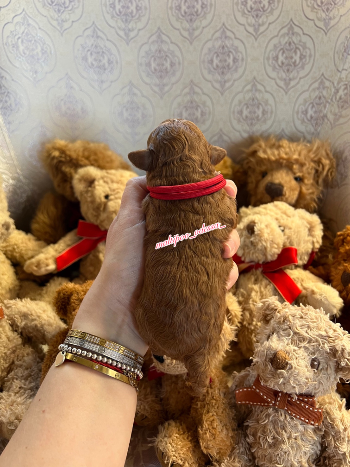 Цуценята хлопчики і дівчатка