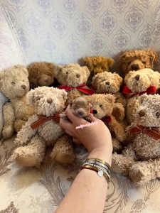 Цуценята хлопчики і дівчатка