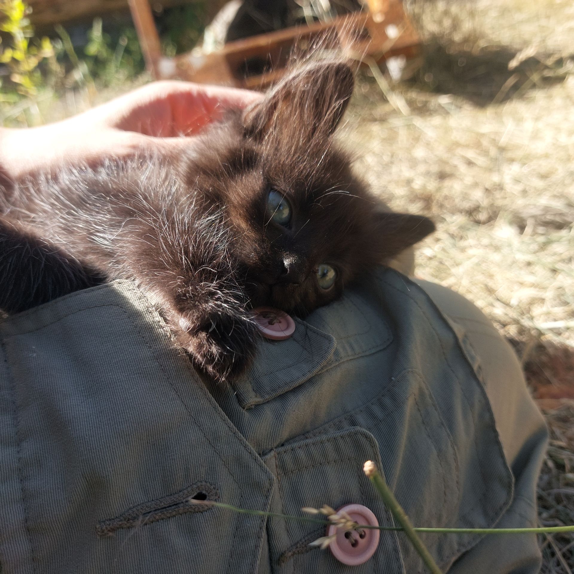 Черный котик