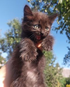 Черный котик