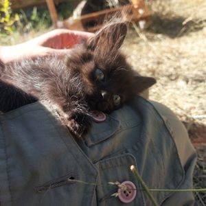 Черный котик