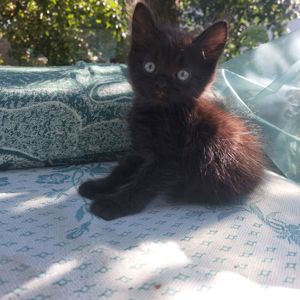 Черный котик