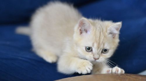 Кошеня британка короткошерсна
