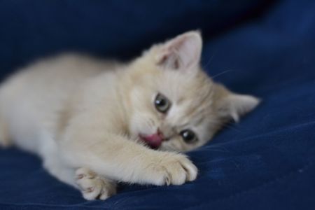 Кошеня британка короткошерсна