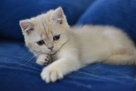 Кошеня британка короткошерсна