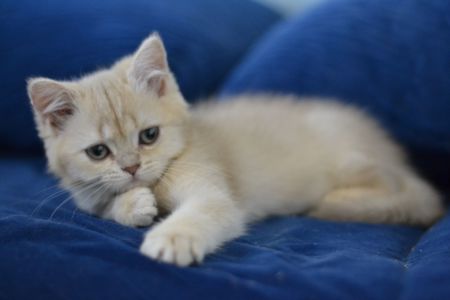 Кошеня британка короткошерсна
