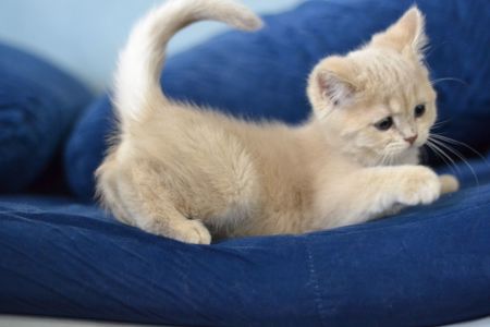 Кошеня британка короткошерсна