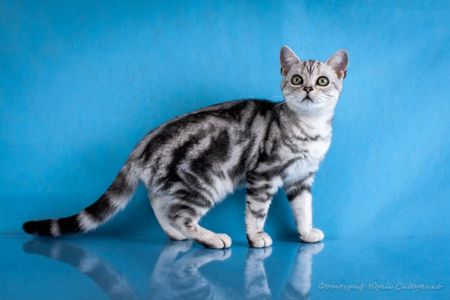 Американська короткошерстна дівчинка