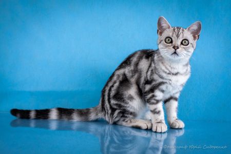 Американська короткошерстна дівчинка