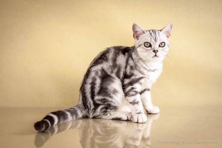 Американська короткошерстна дівчинка