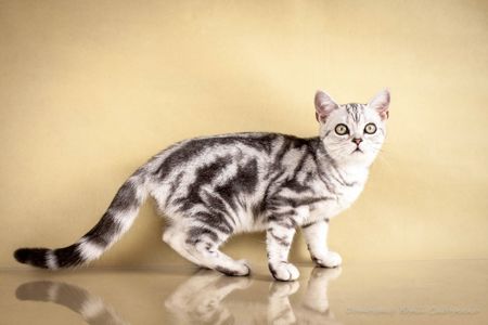 Американська короткошерстна дівчинка