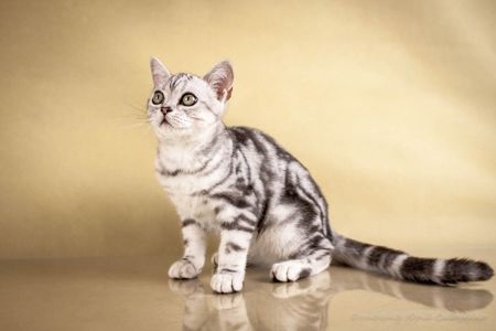 Американська короткошерстна дівчинка