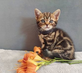 Американська короткошерстна дівчинка УЛЯ. Раннє бронювання