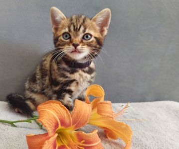 Американська короткошерстна дівчинка УЛЯ. Раннє бронювання