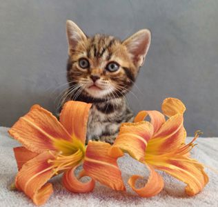Американська короткошерстна дівчинка УЛЯ. Раннє бронювання