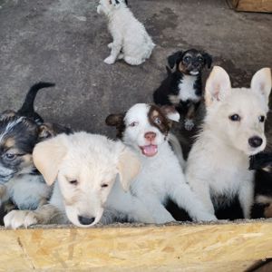Цуценята в добрі руки