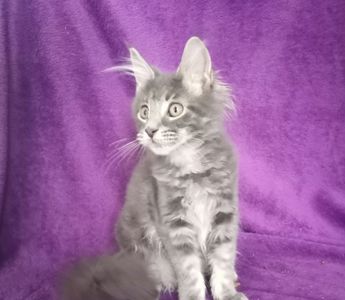 Кошенята Мейн кун