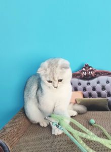 Шотландська дівчинка срібна шиншила