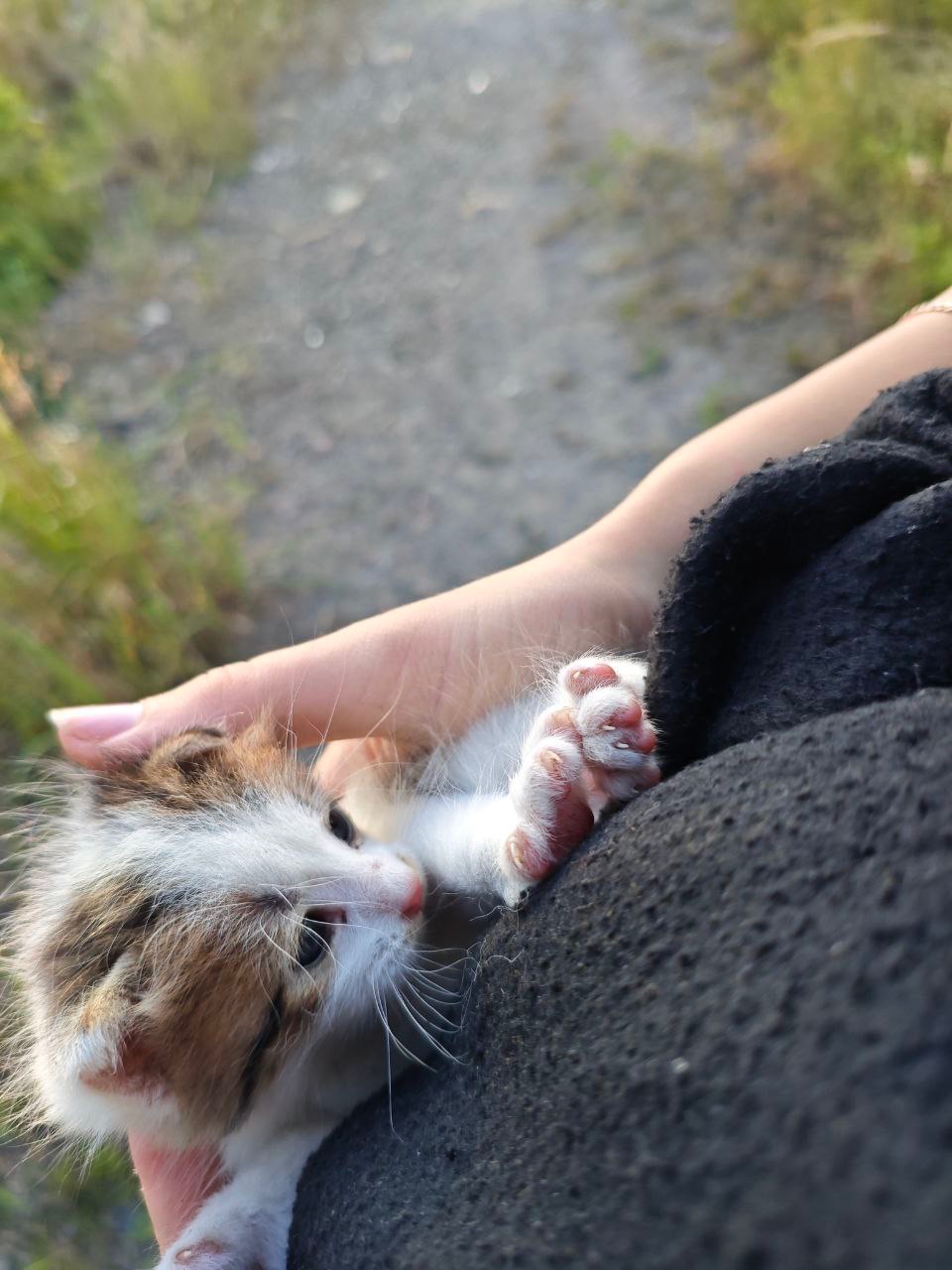 Кошеня маленьке місяць часу