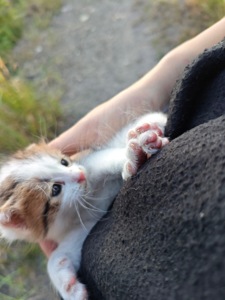 Кошеня маленьке місяць часу