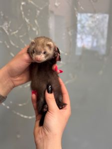 Маленький тхорик