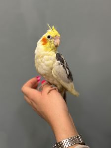 Викормиші корела ручні пташенята