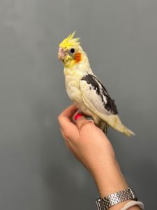 Викормиші корела ручні пташенята