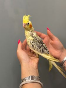 Викормиші корела ручні пташенята