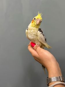 Викормиші корела ручні пташенята