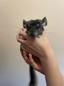 Шиншила дівчинка🎀