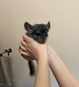 Шиншила дівчинка🎀