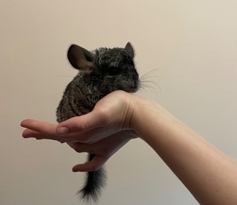Шиншила дівчинка🎀