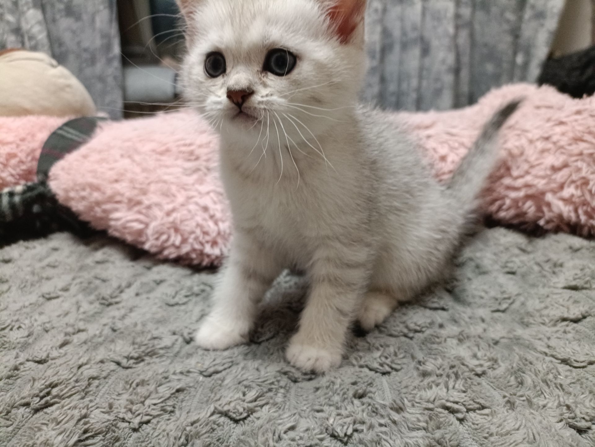 Кошенята золотої шиншили