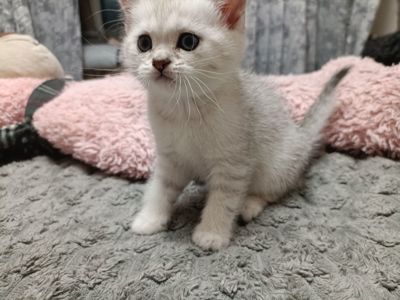 Кошенята золотої шиншили