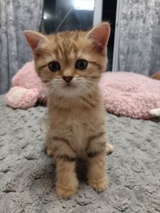 Кошенята золотої шиншили