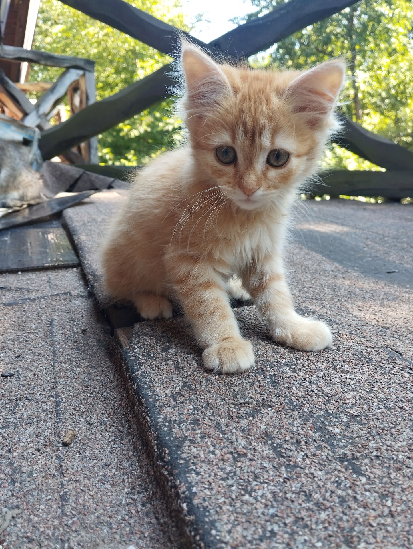 Риже кошеня метис таббі