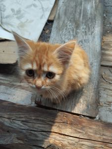 Риже кошеня метис таббі