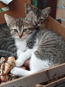 Сіре кошеня метис таббі