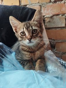 Полосате кошеня метис таббі