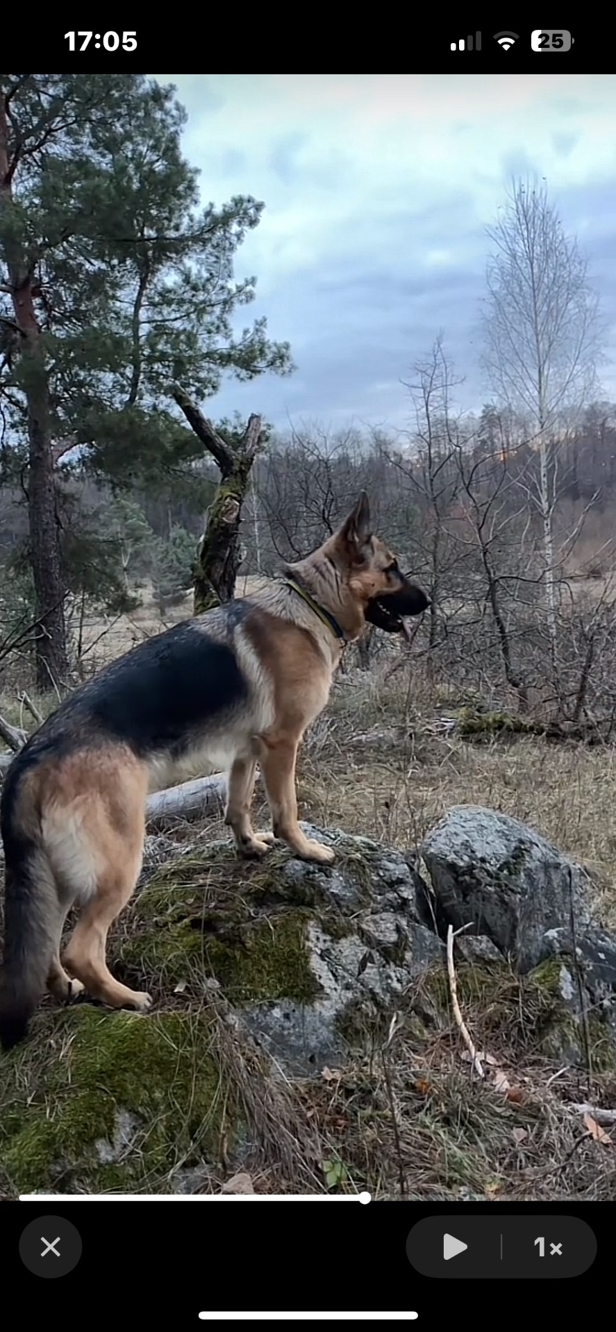 Цуценята німецької вівчарки
