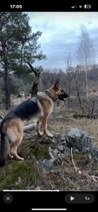 Цуценята німецької вівчарки